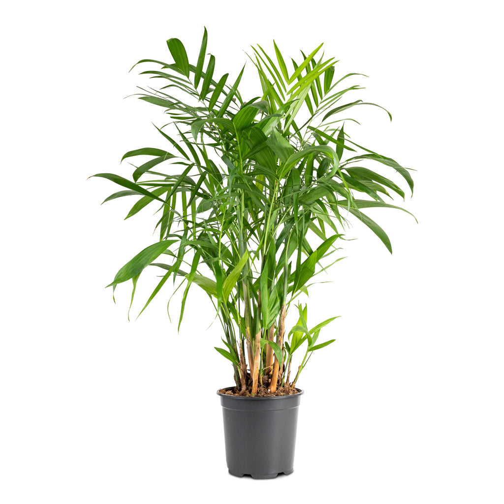 Chamaedorea seifrizii Bamboo Palm - 19x100cm
