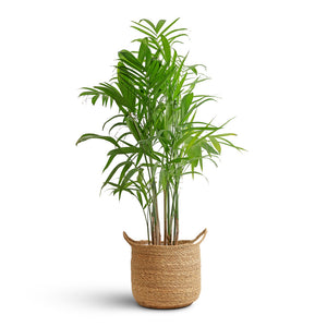 Chamaedorea seifrizii - Bamboo Palm & Nelis Plant Basket - Natural