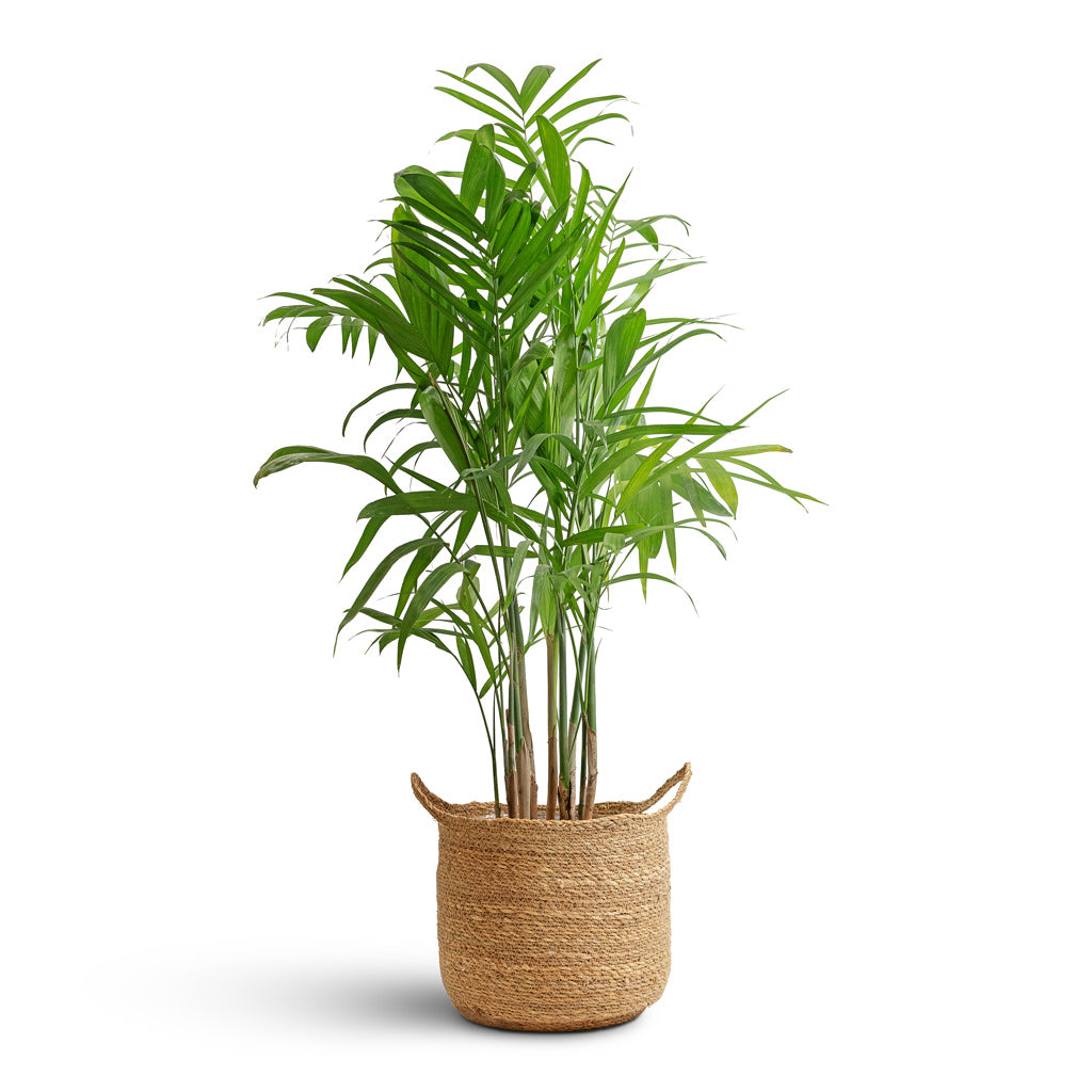 Chamaedorea seifrizii - Bamboo Palm & Nelis Plant Basket - Natural