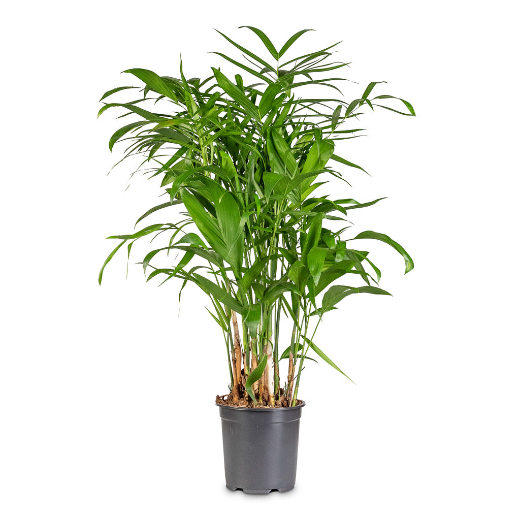 bamboo palm air purifying plants Chamaedorea seifrizii - Bamboo Palm - Purify Your Air | Hortology