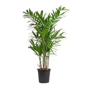 Chamaedorea seifrizii - Bamboo Palm - 21 x 80cm