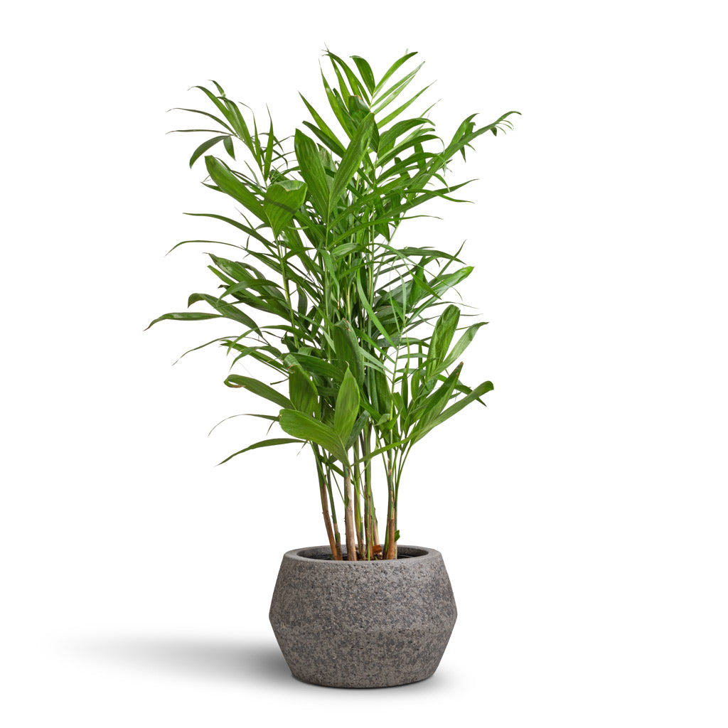 Chamaedorea seifrizii - Bamboo Palm &amp; Cement &amp; Stone Low Harley Plant Pot - Granite Grey