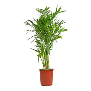 Chamaedorea seifrizii - Bamboo Palm - 27 x 140cm
