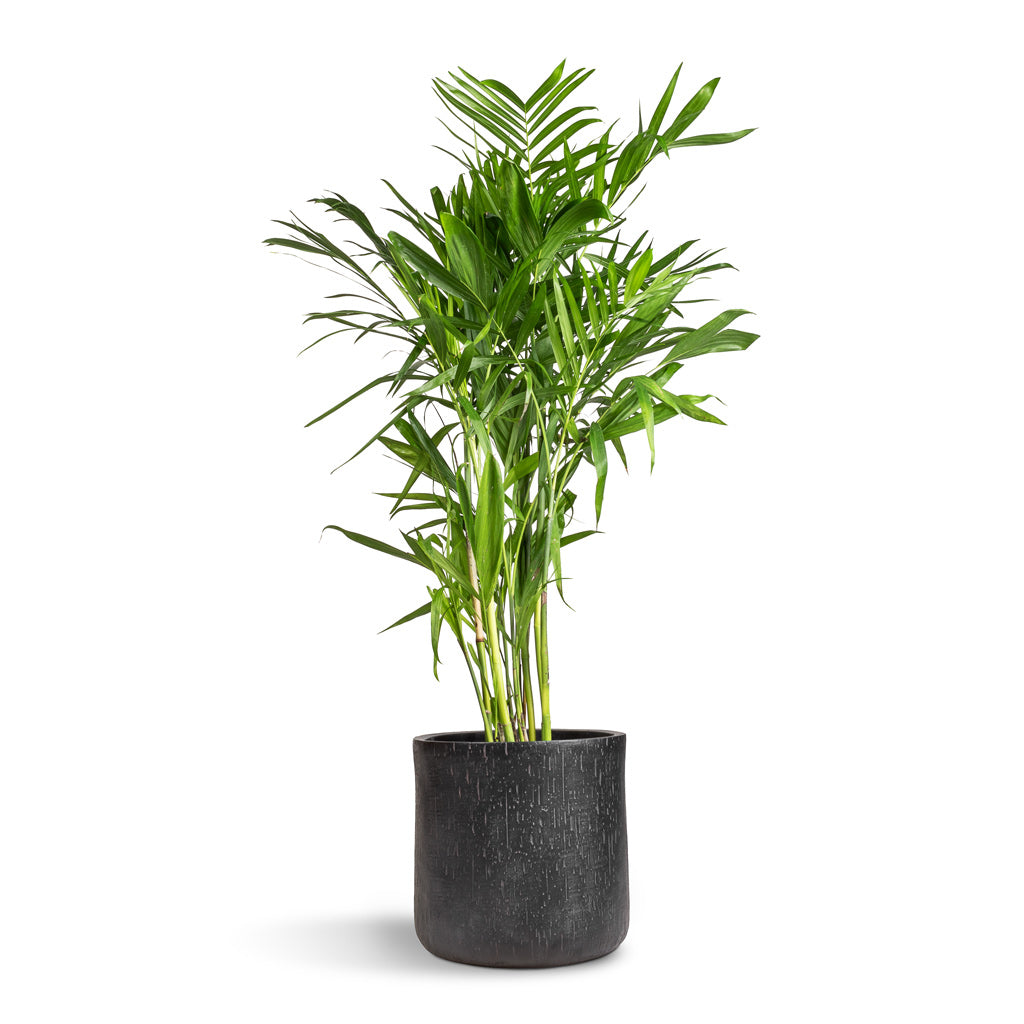 Chamaedorea seifrizii - Bamboo Palm & Raindrop Round Planter - Anthracite