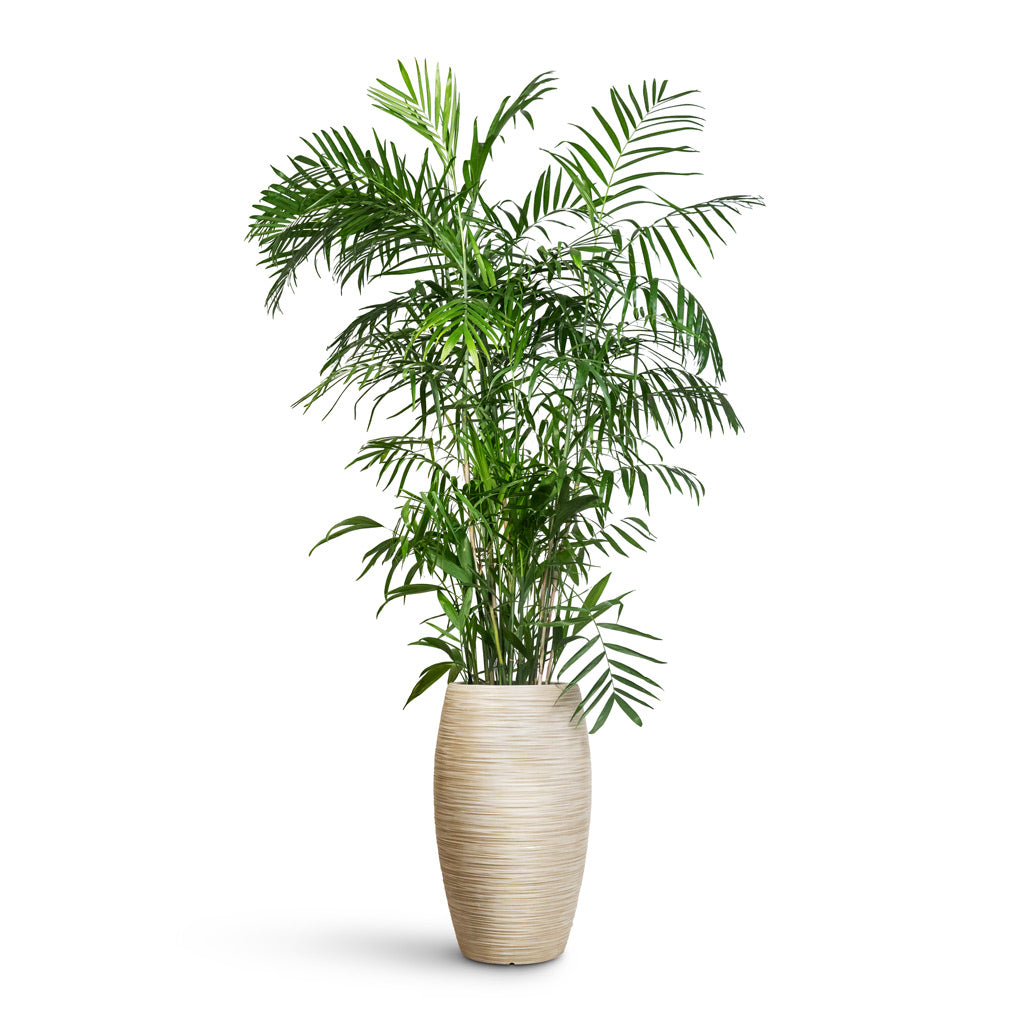 Chamaedorea seifrizii Bamboo Palm - 27x150cm In Dune Emperor Planter  Oat - 37 x 60cm