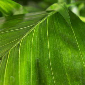 Chamaedorea seifrizii - Bamboo Palm Fishtail Leaf