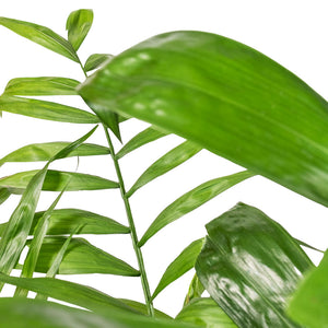 Chamaedorea seifrizii - Bamboo Palm Leaves