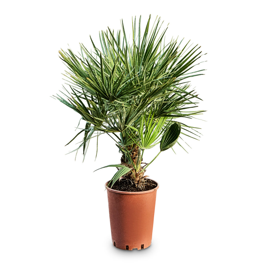 Chamaerops humilis Compacta Fan Palm 20x60cm house plant