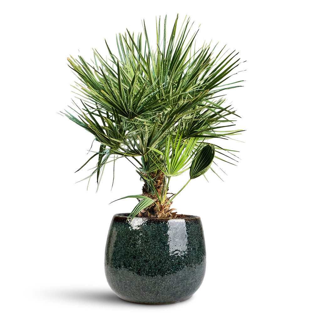 Chamaerops humilis Compacta Fan Palm 20x60cm House plant in Odile Plant Pot Petrol 21x17cm