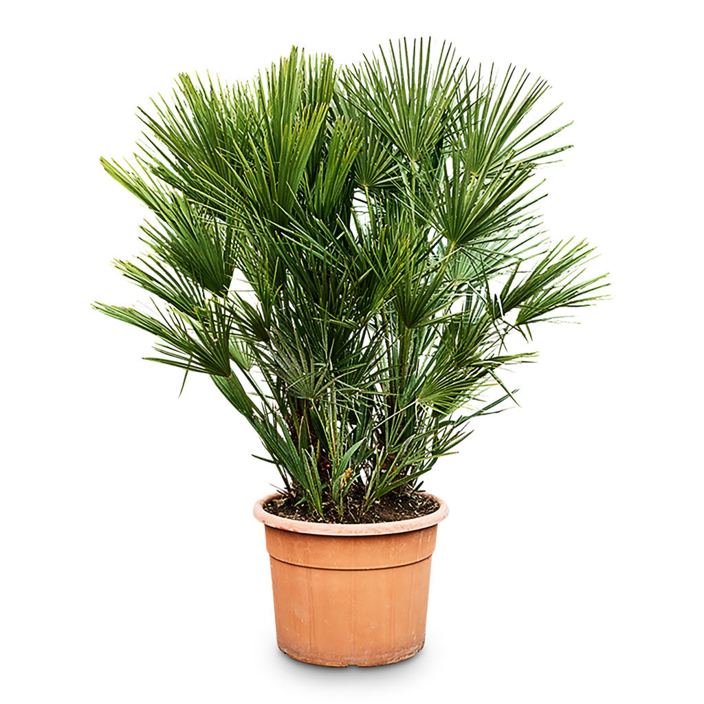 Chamaeropshumilis Compacta Fan Palm 50x120cm house plant