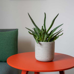 Charlie Plant Pot - Grey Washed on Red Table