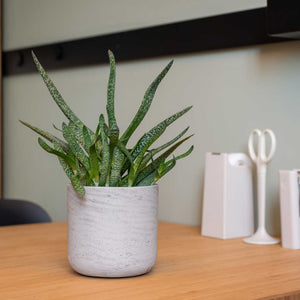 Charlie Plant Pot - Grey Washed on Dining Table
