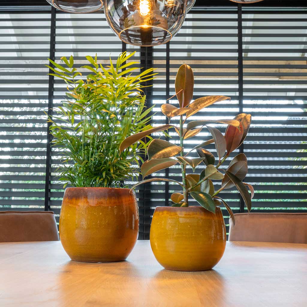 Charlotte Plant Pots - Spiced Ochre With Houseplants On Table