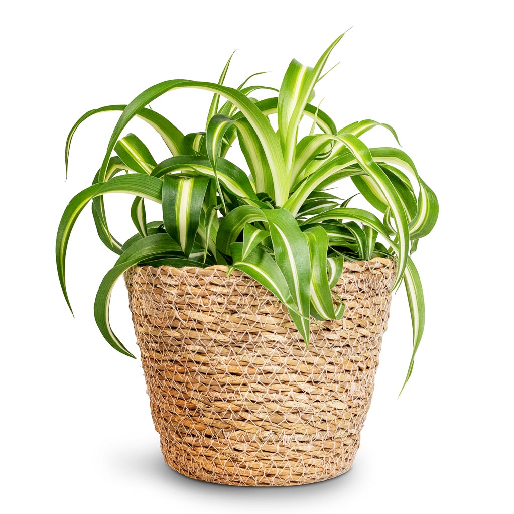 Chlorophytum Bonnie - 12x25cm In Igmar Basket - Natural - 15x12cm