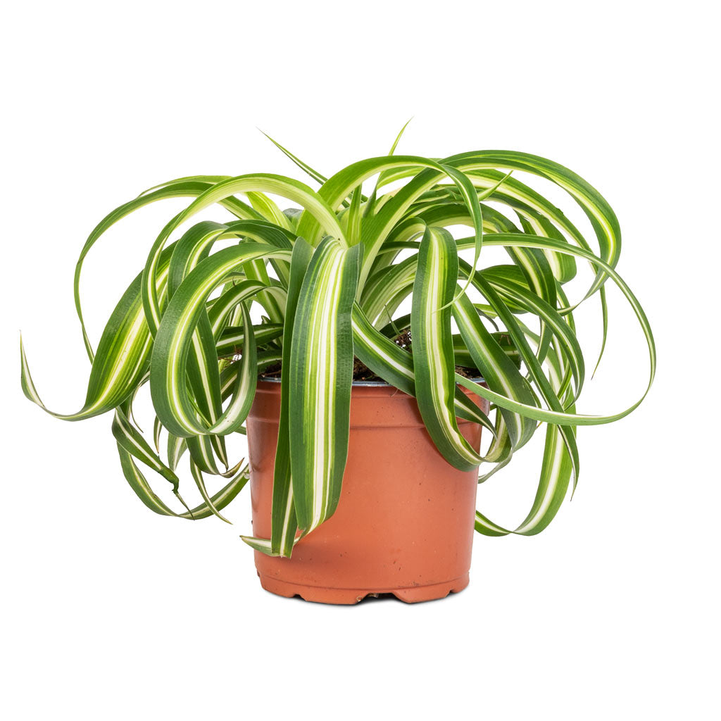 Chlorophytum Bonnie - Curly Spider Plant - 12 x 25cm