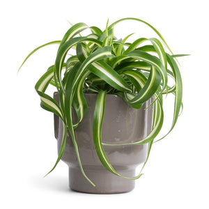 Chlorophytum Bonnie - Curly Spider Plant & Aries Handles Plant Pot - Charcoal