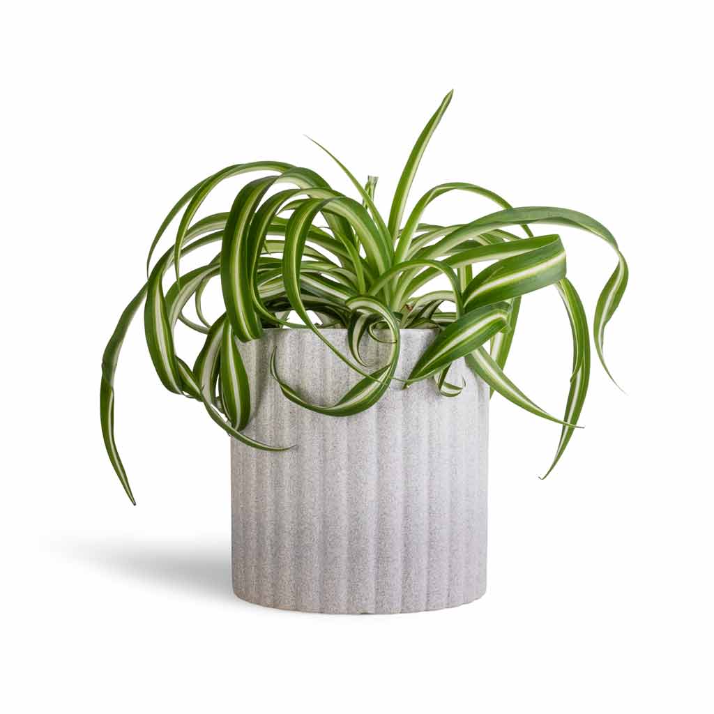 Chlorophytum Bonnie - Curly Spider Plant & Azalea Ribbed Plant Pot - Speckled Grey Stone