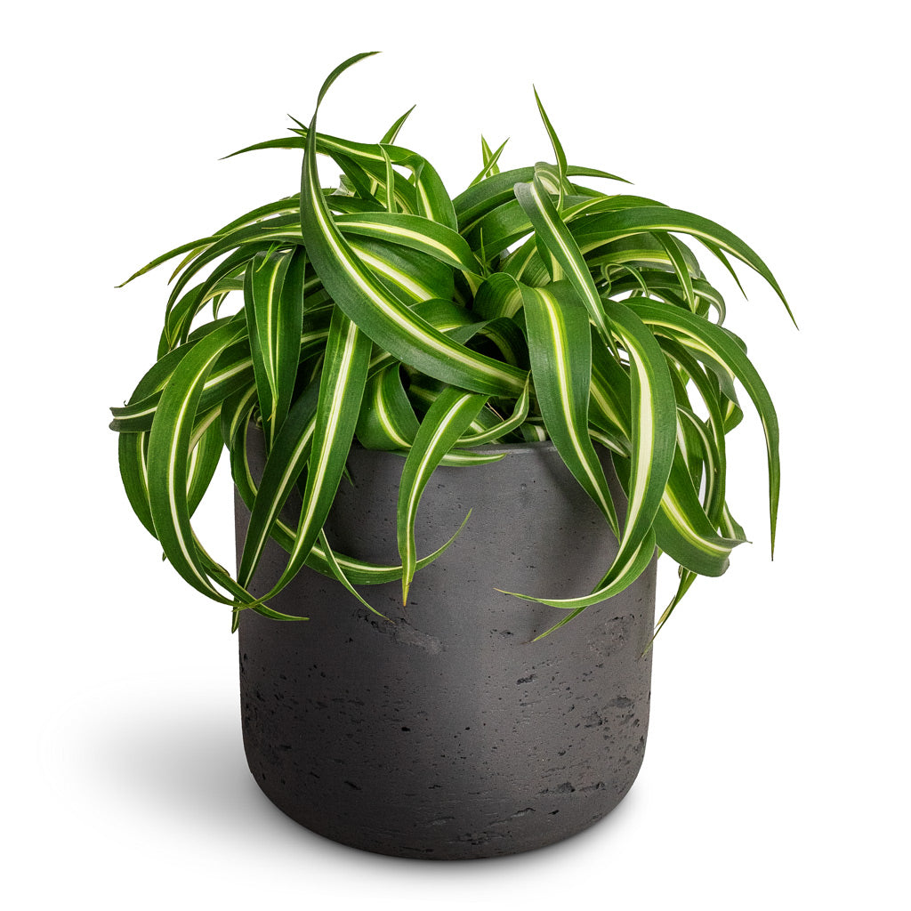 Chlorophytum Bonnie - Curly Spider Plant & Charlie Plant Pot - Black Washed