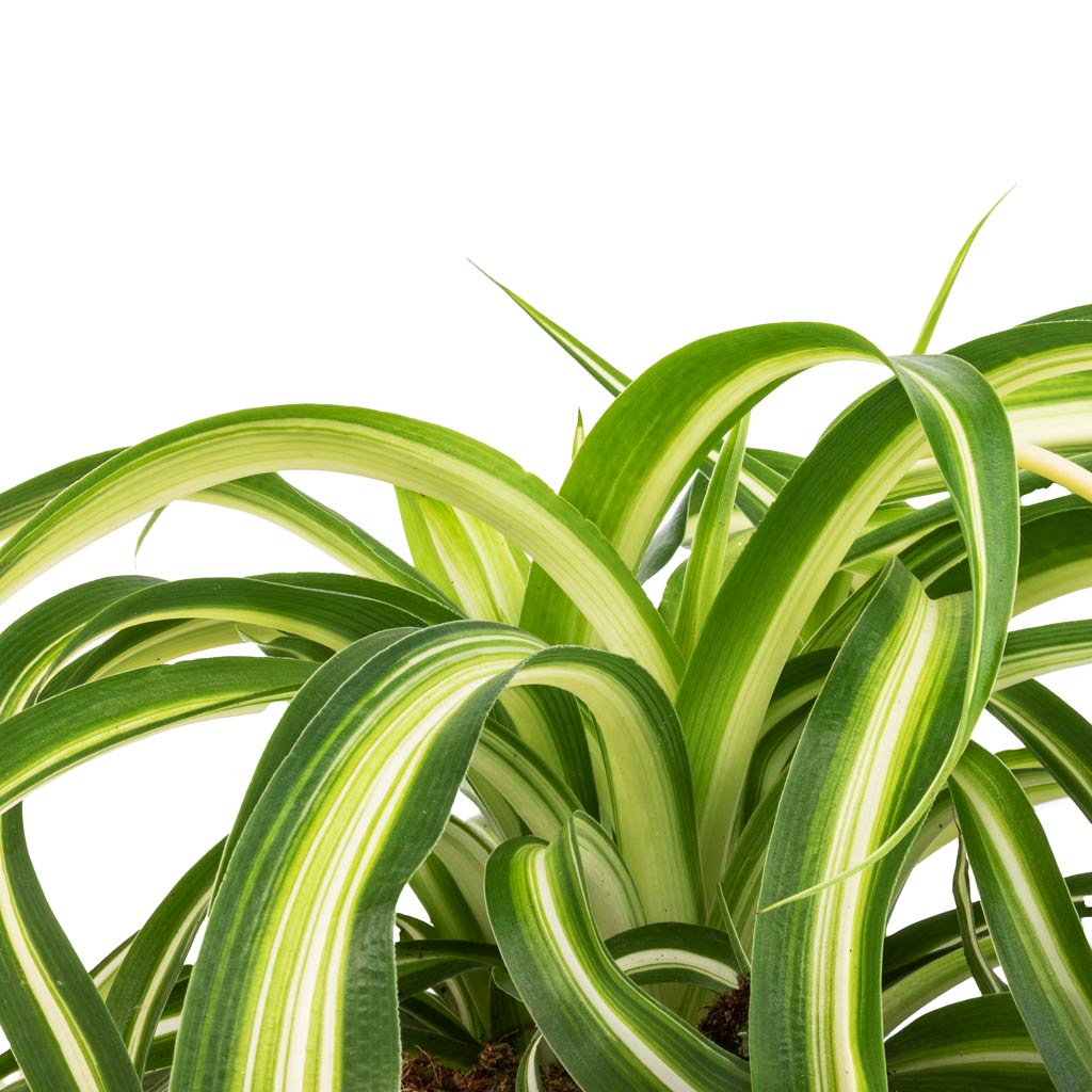 Chlorophytum Bonnie - Curly Spider Plant - Leaves