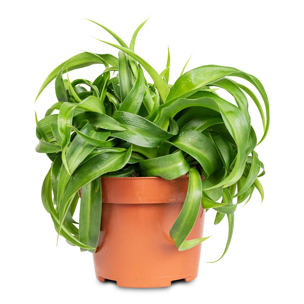 Chlorophytum comosum Green Bonnie - Curly Spider Plant | Hortology