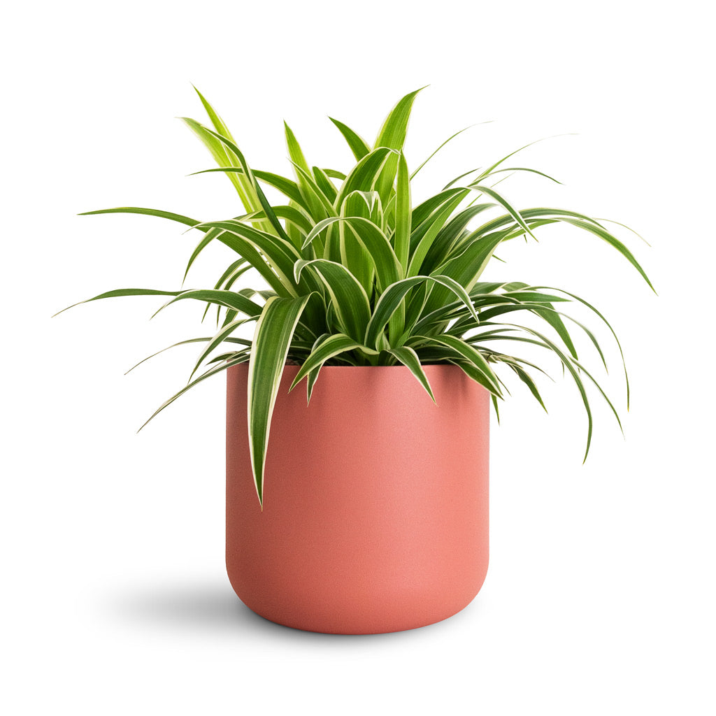 Chlorophytum Ocean - 12x20cm In Lisbon Pot Blush Rose - 13.5x13.5cm