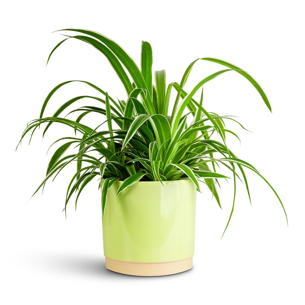 Chlorophytum Ocean 15x25cm Saske Pot Pastel Green 18x17cm