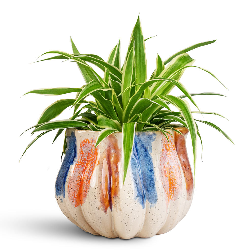 Chlorophytum Ocean Houseplant 12x20cm In Molly Plant Pot Aquarel 17x13cm