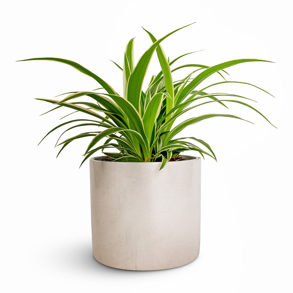 Chlorophytum Ocean - Spider Plant & Lazzaro Plant Pot - Linen Effect