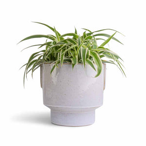 Chlorophytum Ocean - Spider Plant & Aries Handles Plant Pot - White
