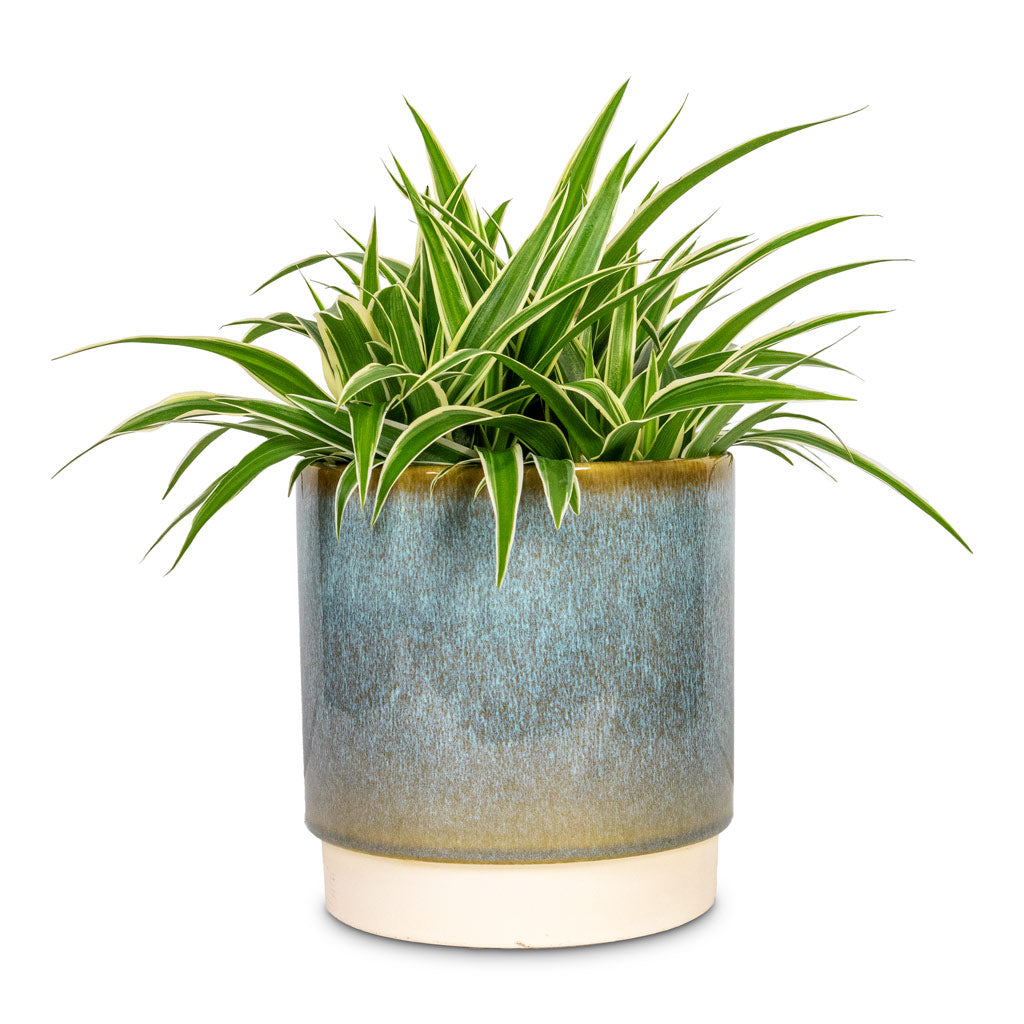 Chlorophytum Ocean Spider Plant - 15x25cm -  Copenhagen Plant Pot Aqua - 18.5x19.5cm