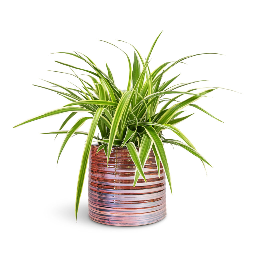 Chlorophytum Ocean Spider Plant 
 15x25cm In Didi Plant Pot Pearl Pink - 19x16cm