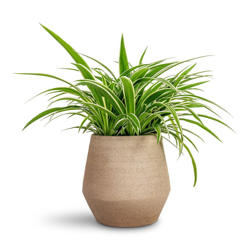 Chlorophytum Ocean Spider Plant - 15x25cm &amp; Humus Plant Pot Concrete - 16.5x18.5cm