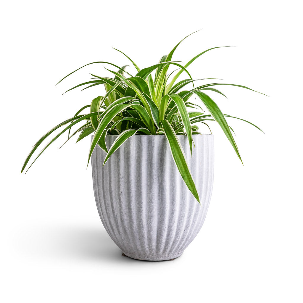 Chlorophytum Ocean - Spider Plant & Lagos Plant Pot - Cement