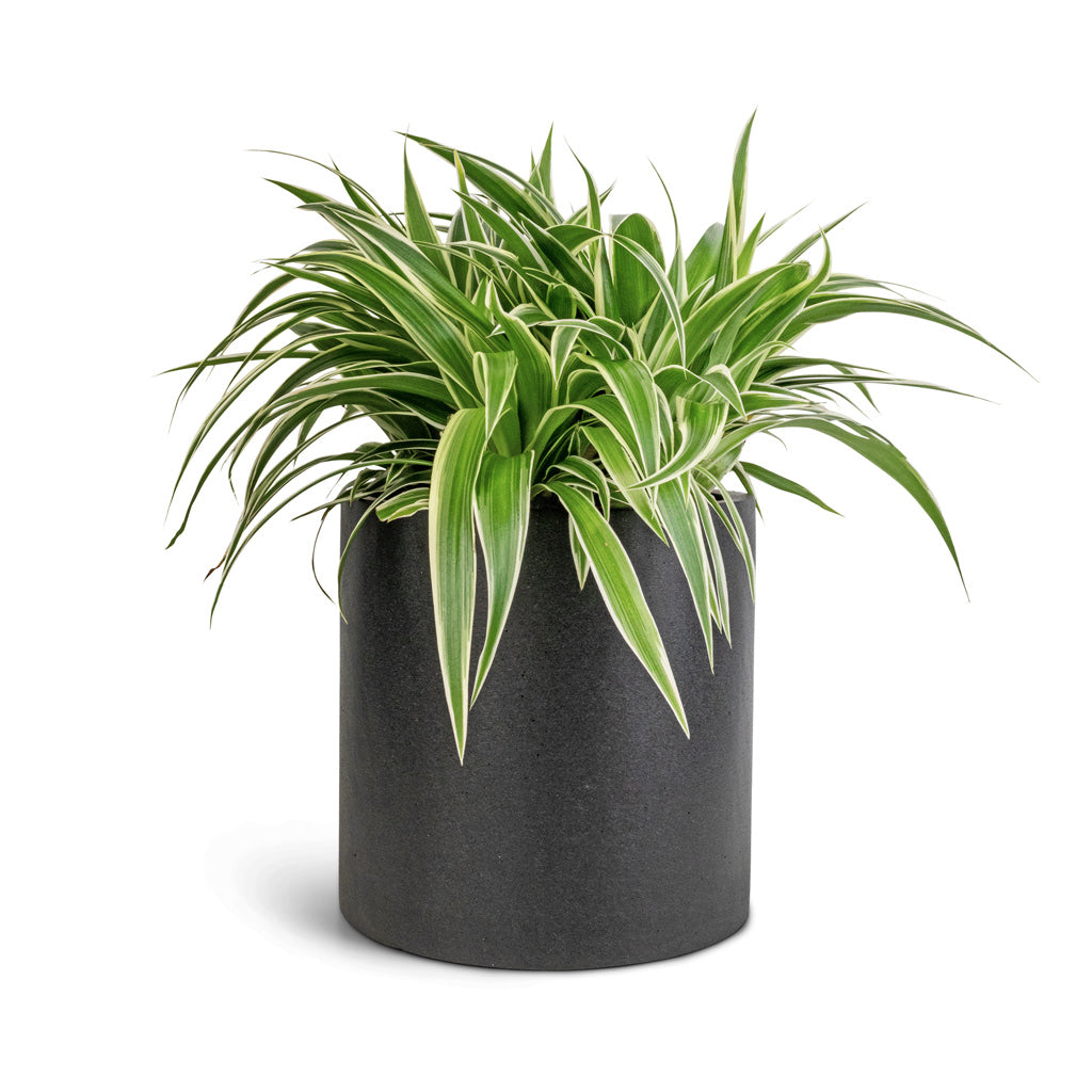 Puk Natural Planter - Matt Black
