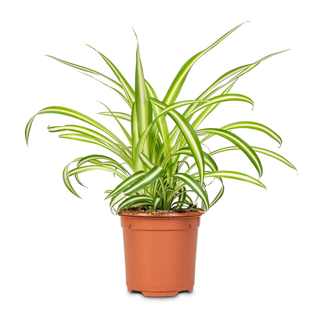 spider plant chlorophytum comosum vittatum Chlorophytum comosum Vittatum - Spider Plant| Hortology