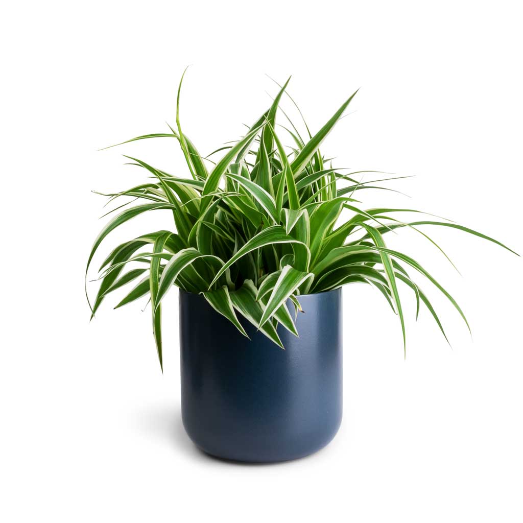 Chlorophytum Variegatum - Spider Plant & Lisbon Plant Pot - Navy