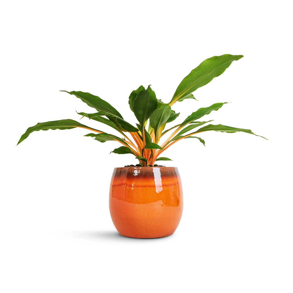 Chlorophytum orchidastrum Green Orange Spider Plant | Hortology - HORTOLOGY