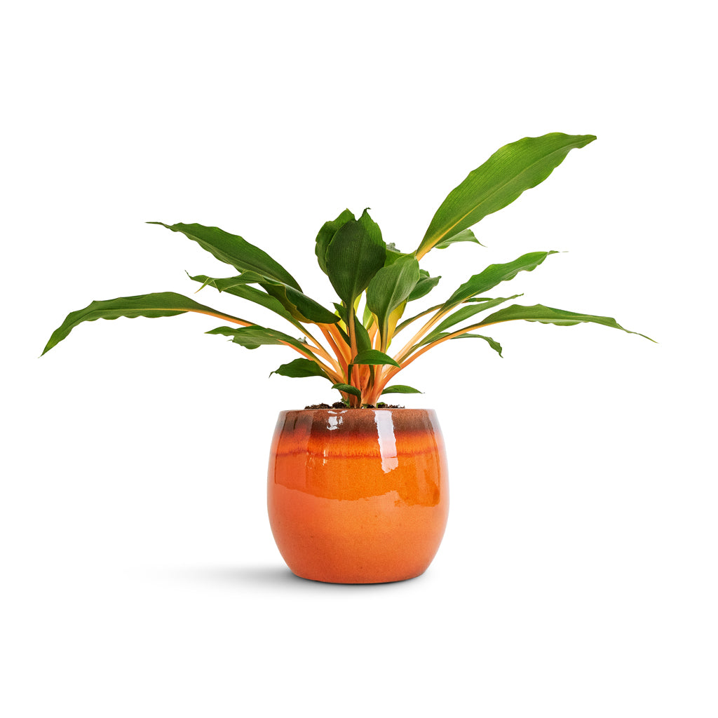 Chlorophytum orchidastrum Green Orange & Charlotte Plant Pot - Orange