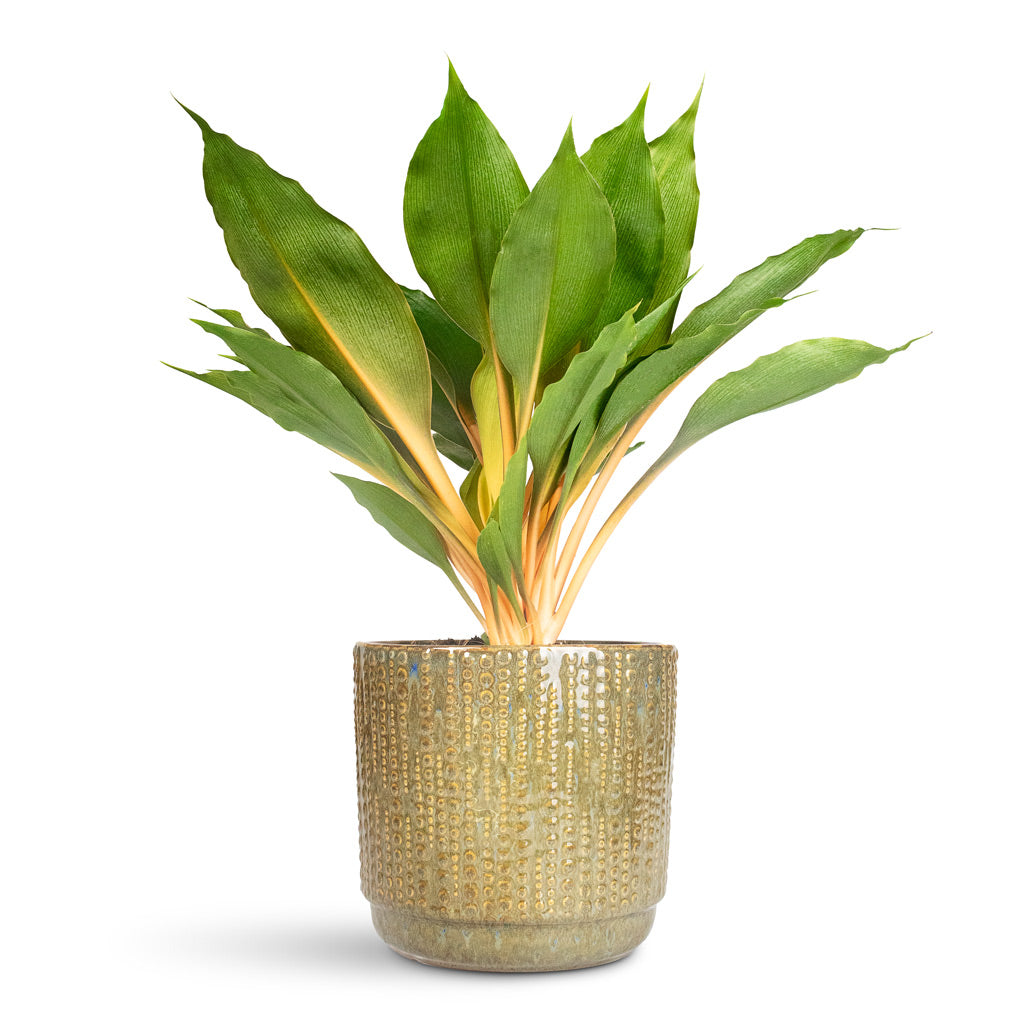 Chlorophytum orchidastrum Green Orange Spider Plant | Hortology - HORTOLOGY