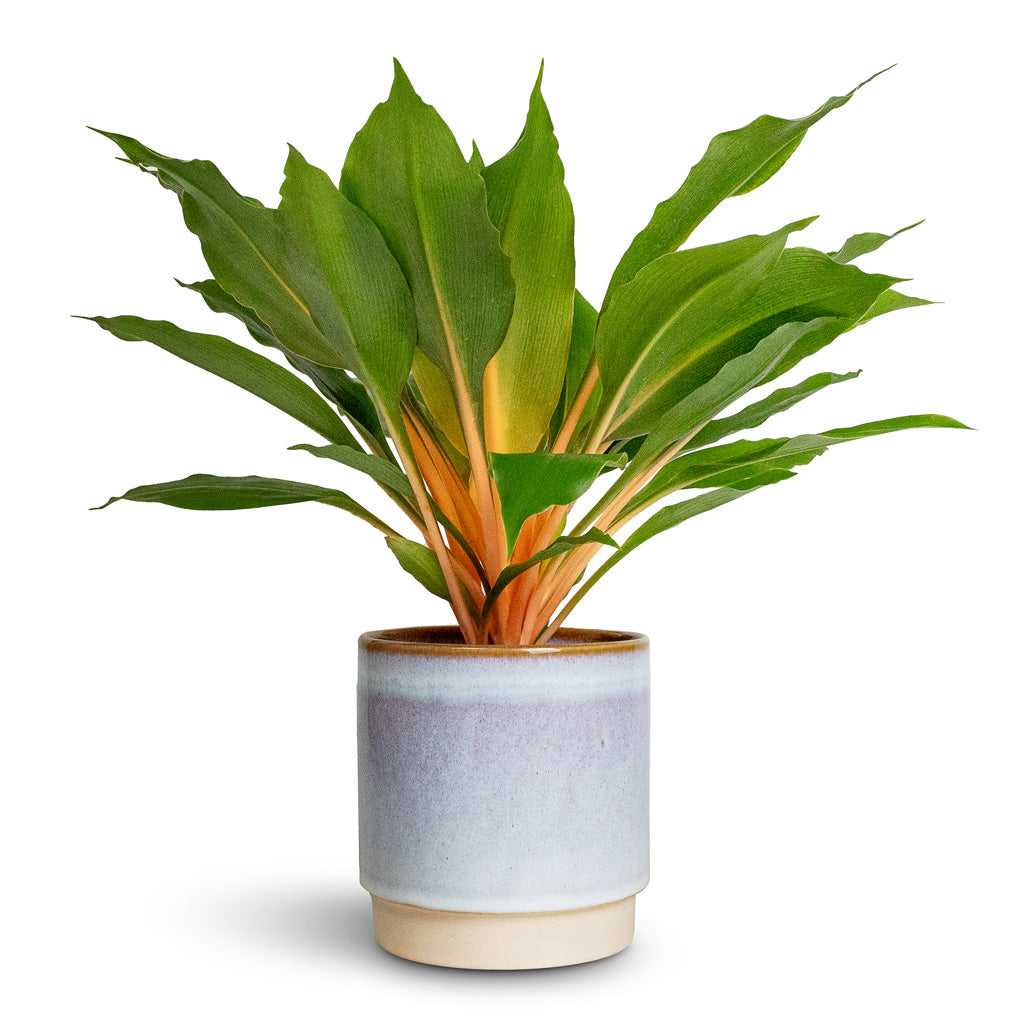 Chlorophytum orchidastrum Green Orange & Copenhagen Plant Pot - Blue