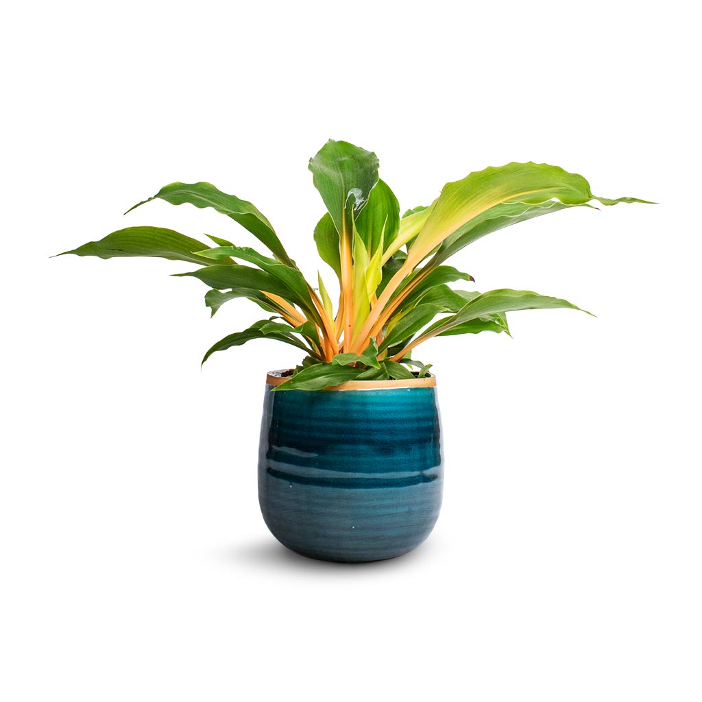 Chlorophytum orchidastrum Green Orange & Iris Plant Pot - Turquoise