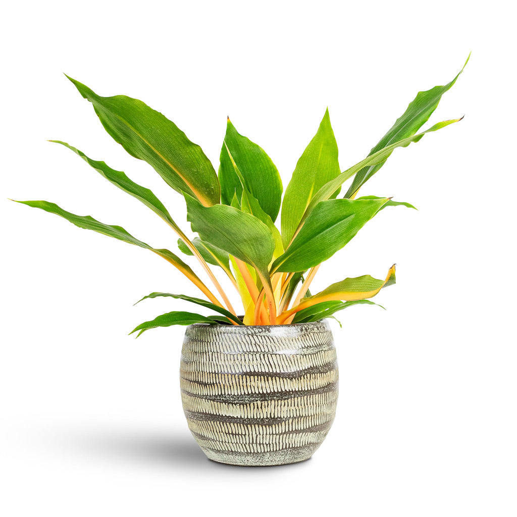 chlorophytum green orange care Chlorophytum orchidastrum Green Orange Spider Plant | Hortology