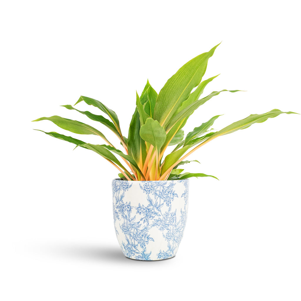 Chlorophytum orchidastrum Green Orange 12x40cm House Plant In Monza Pot Vintage Foliage 15x14cm