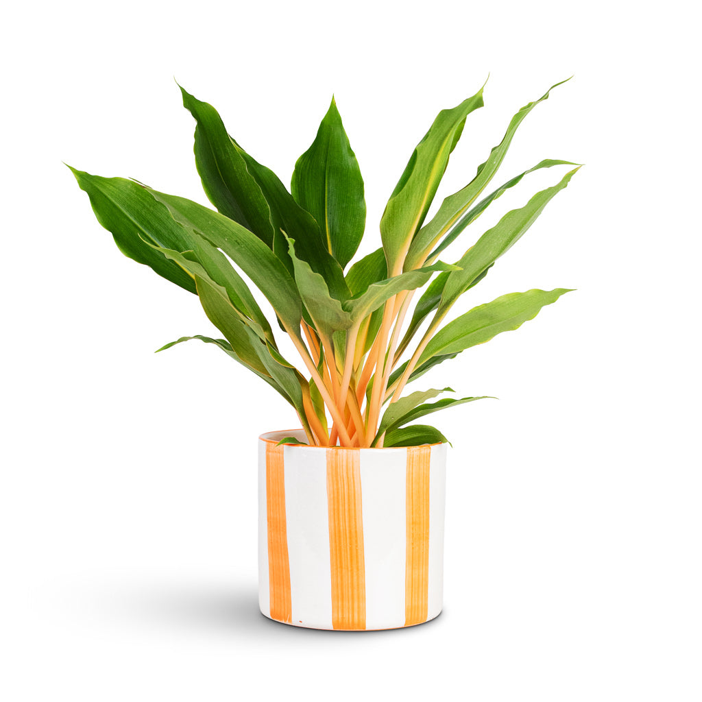 Chlorophytum orchidastrum Green Orange 12x40cm House Plant In Paros Painted Pot Orange Stripe 15x14cm