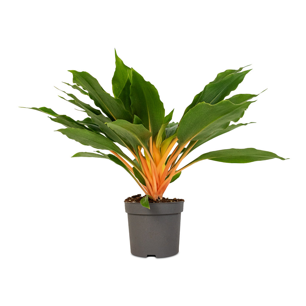Chlorophytum orchidastrum Green Orange Spider Plant | Hortology - HORTOLOGY