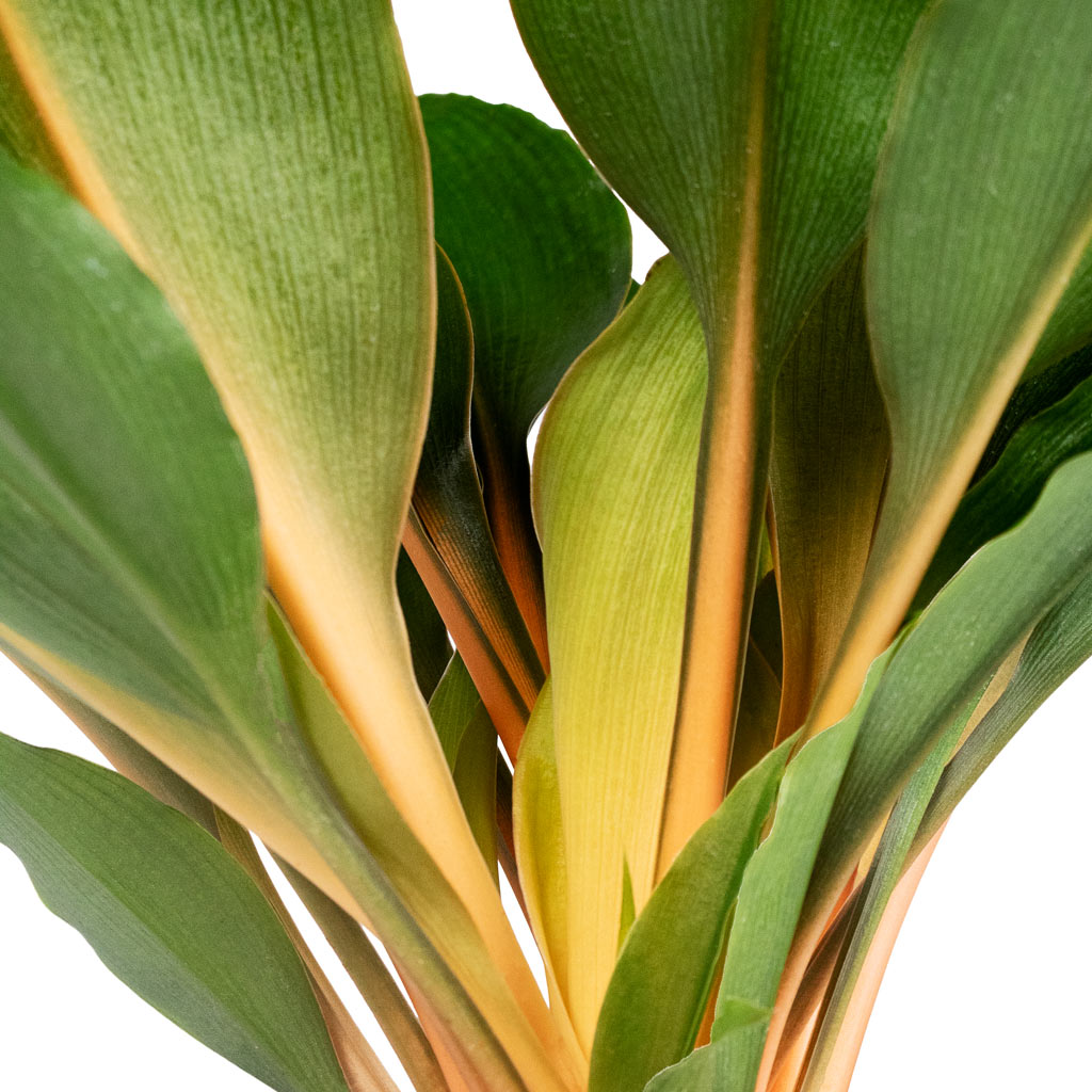 Chlorophytum orchidastrum Green Orange Close Up Of Stems & Leafs