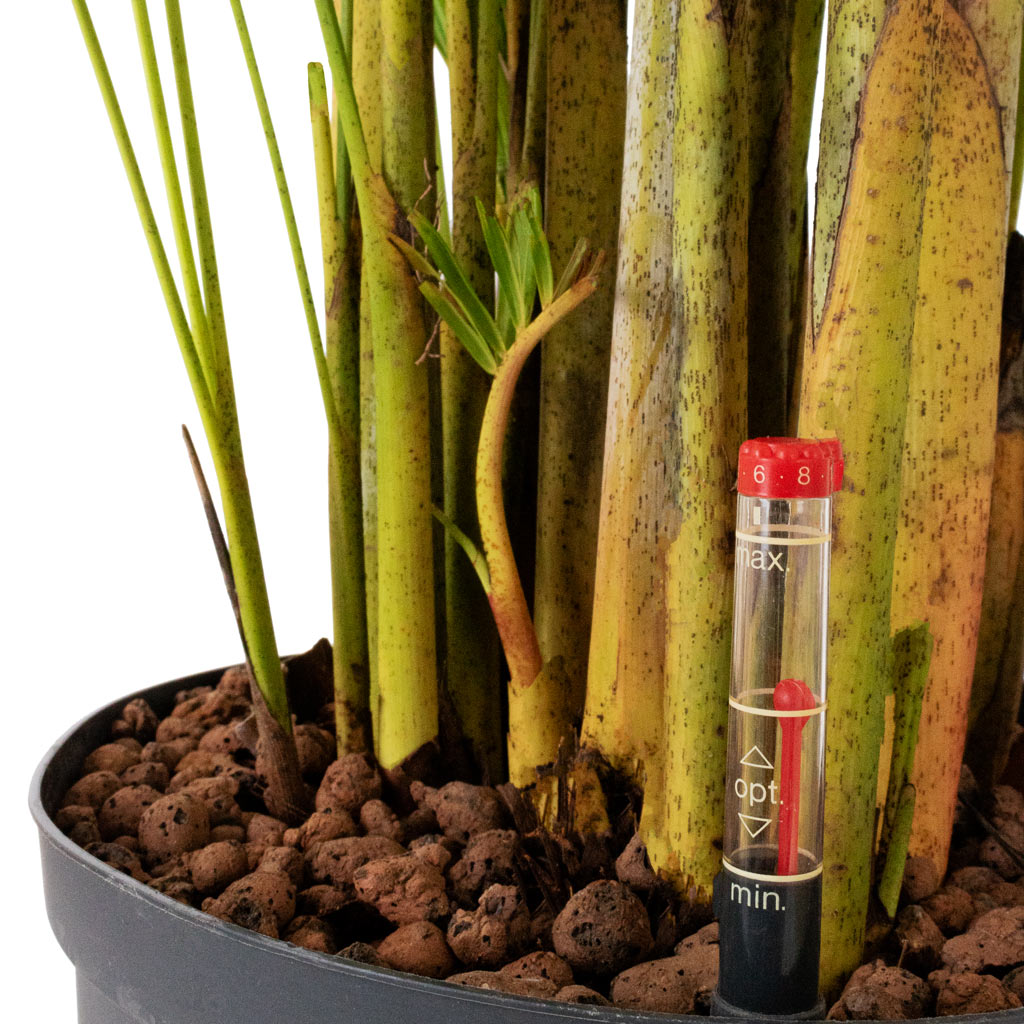 areca palm water Chrysalidocarpus - Areca Palm Hydro Plants - Easy Care | Hortology