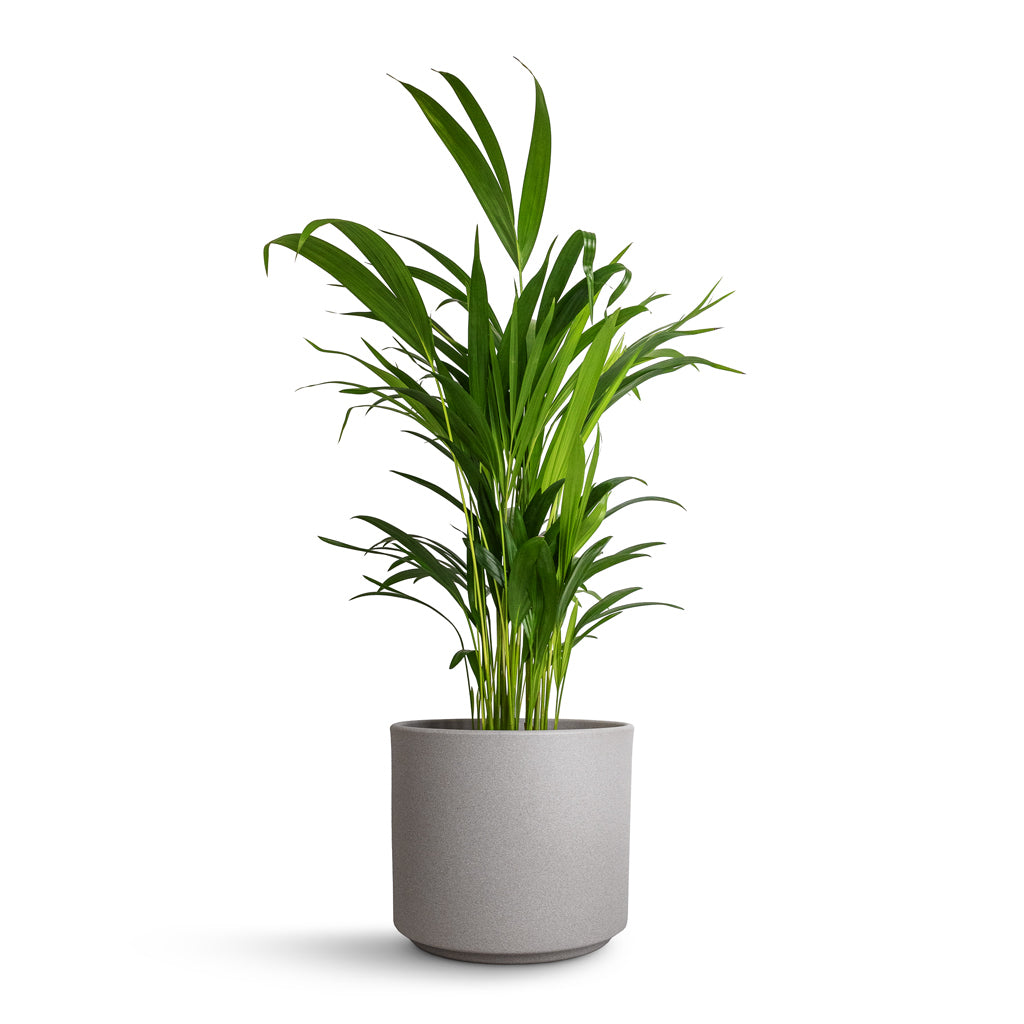 Chrysalidocarpus lutescens - Areca Palm & Leon Plant Pot - Cement