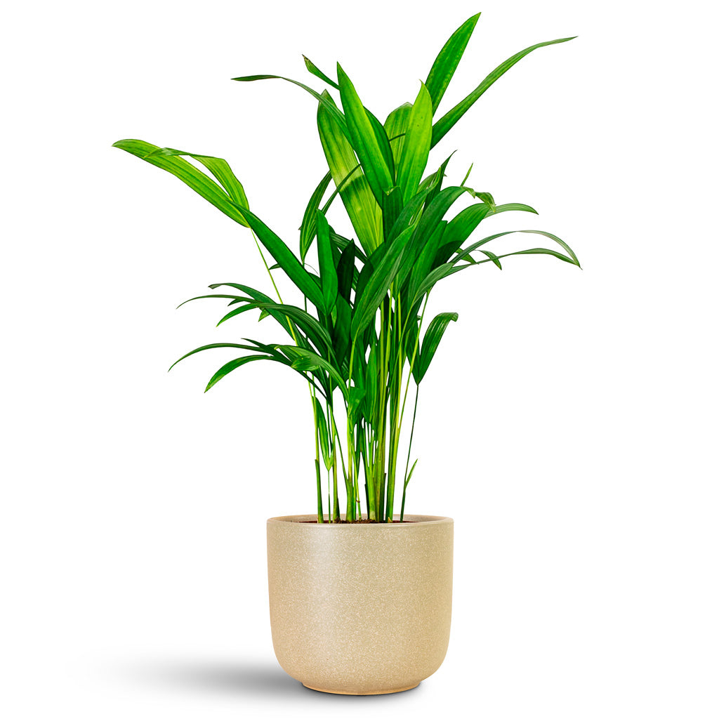Chrysalidocarpus lutescens Areca 14x50cm house plant in Nine Pot Concrete 19x17cm