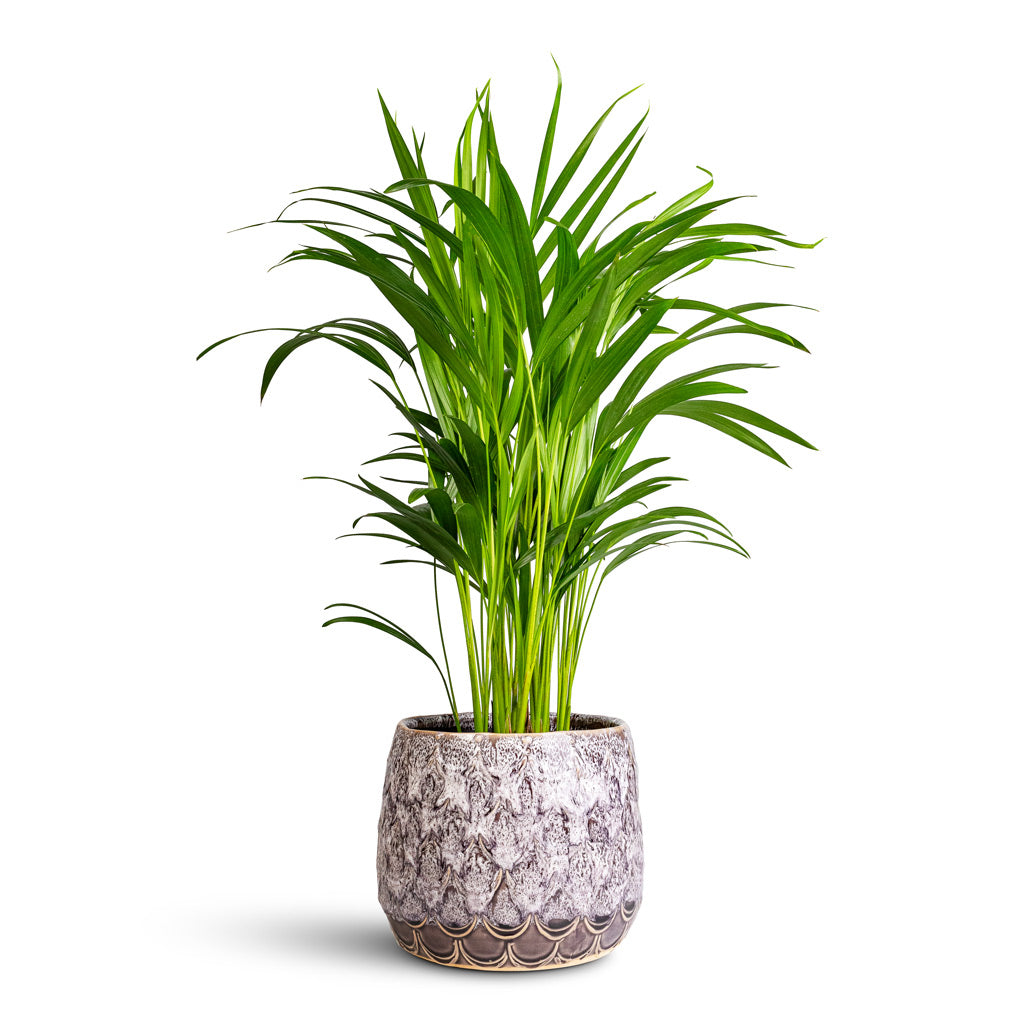 areca palm plant uk Chrysalidocarpus lutescens - Areca Palm - Indoor Palms | Hortology